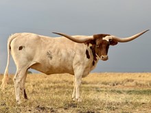 HORSESHOE J MISS AMERICA