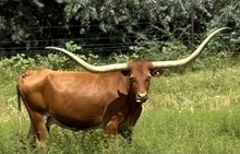 T Bar W Star of Raven