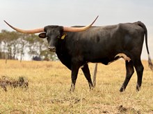 SR CLOUT’S PHOENIX 324