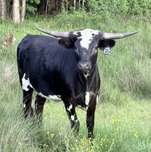 Black Silk Stockings LP