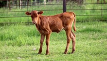 2021 Kettle's Brindle Frost Heifer