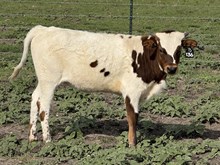 #136 BUX DRAG IRON X SHEZA