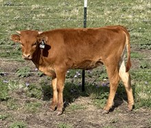 #138 BUX DRAG IRON X WHEELS