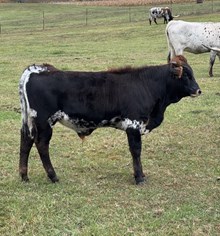 BL Commanders Hanging Tuf