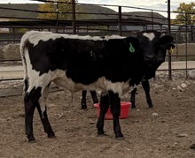 Having A Blackout RBR