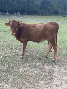 POR Heifer 510