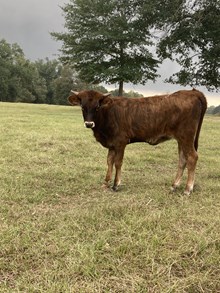 POR Heifer 505
