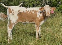 2025 Heifer (Rawhides Fancy)