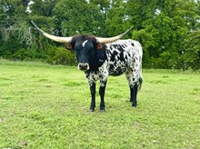 CTH ROCKET’S SEVILLANA