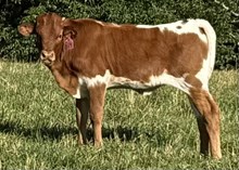 2025 Heifer (Pajama Mama)
