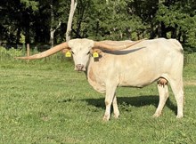 Profit Pure Commandment