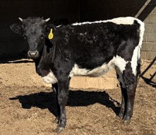 Blackouts Tuff Girl RBR