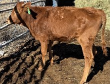 Sunny’s Blackout RBR