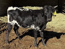 Sarah’s Blackout RBR