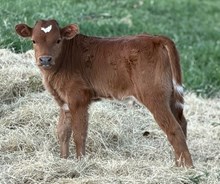 J & T's Buckie Irving