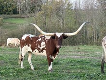 Sparkles Magic Spell