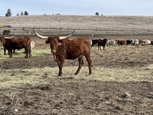 RR Draggin In The Win