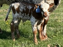 2026 Bull (Skedaddle)