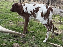 2026 Heifer (Casanova Lass)