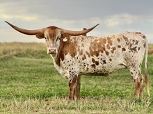 DBL-K HIGH SEAS X WHEELS 304