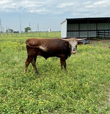 HONEY BUFFALO DK