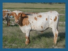 DBL-K IRONY X WHEELS UP STEER