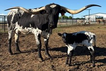 J7 BLACK NIGTH 🇺🇸