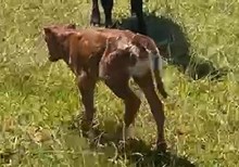 J7 JOANNA GAINES 🇧🇷