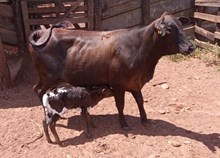 J7 KOWALSKY 🇧🇷