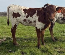 J7 LITTLE CARAMEL 🇺🇸