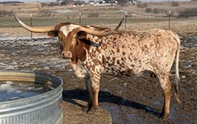 JAMIN TO THE 50'S 🇺🇸