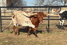 KATES IDA RED 🇺🇸