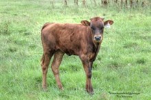 Kellyanne Heifer Calf