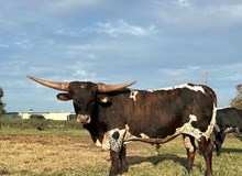 Kettle's Ah-che-wa-wa x Dynamic 0 bull calf