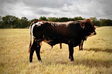 Turning Point BCR 452