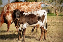 Rebel Bayou x Higher Ground 522