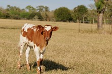 BCR Light My Fire 537