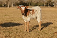 Bull calf Hubbell's Anastasia x Drifter 544