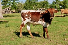 EC Miss Rebel x Higher Ground bull