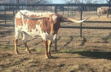 M2 JAZMIN 1022 🇺🇸