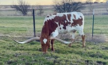 M2 JAZMIN 1022 🇺🇸