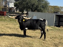 M7 Ace of Spades ♠️