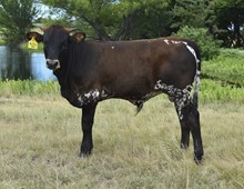 DCT - V BAR MATTIE JET CHEX - BULL