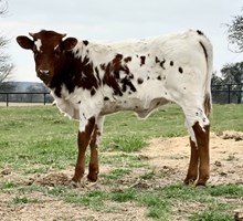 Pay Day X Rifleman Heifer