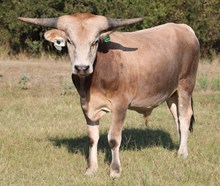 EJS Fifty x Melba Bull Calf