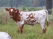 Heifer calf 2025 JustifyxSenoritaM