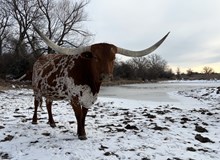 TLS BWANA'S PRINCESS