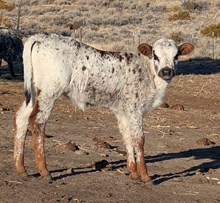 BabexSinA Heifer