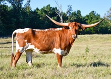 Heifer Calf 2023 Pearl Snap x PrettyLilHandful