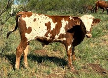 Top Penny X Backfired Love LV bull